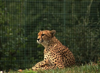 Cheetah/This is wild african cheetah in ZOO. © luckakcul