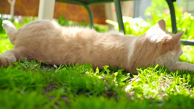 A ginger cat on a green lawn HD