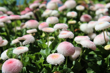 Pâquerettes