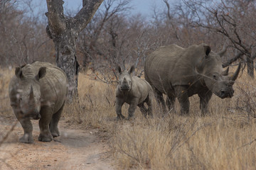 La balade des rhinoc&eacute;ros