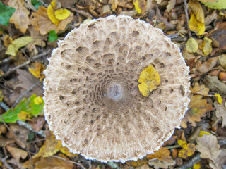 Chapeau de coulemelle vue de dessus