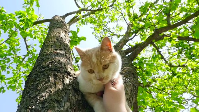 A ginger cat in the tree HD