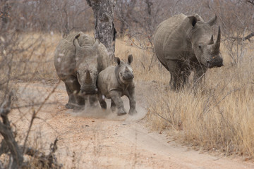 Famille rhinoc&eacute;ros en balade