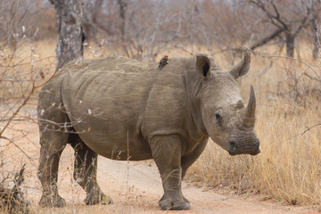 La marche du Rhinoc&eacute;ros