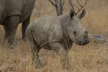 B&eacute;b&eacute; Rhinoc&eacute;ros