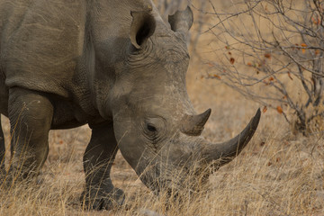 Rhinoc&eacute;ros en Afrique du Sud