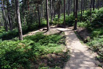 Beautiful path for walking and jogging in the forest