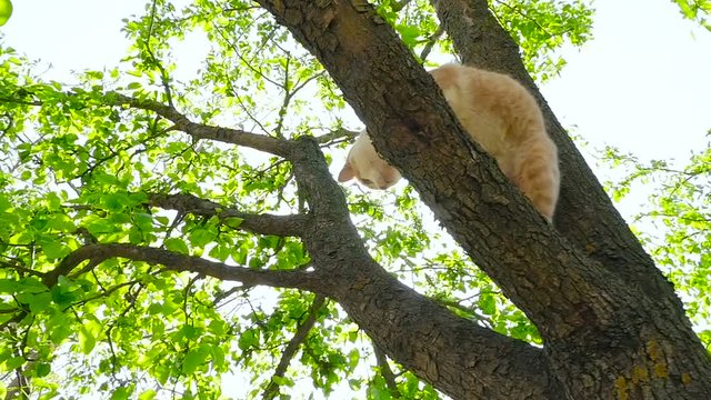 A ginger cat in the tree HD