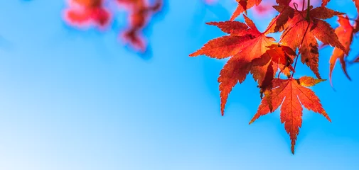 Papier Peint photo Automne autumn leaves, very shallow focus