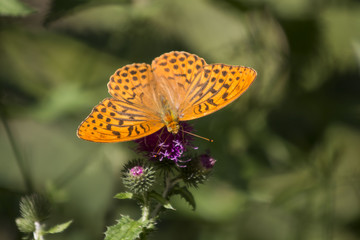 Emperor cloak butterfly