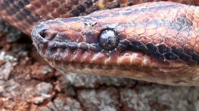 Snake video, red head snake, close up, reptile