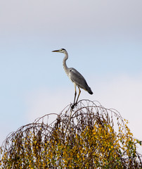 Graureiher mit Aussicht