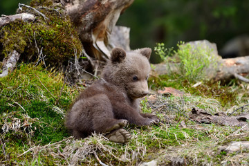 Young brown bear in the forest