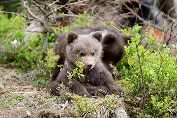 Obraz na płótnie Canvas Young brown bear in the forest