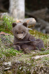 Young brown bear in the forest © byrdyak