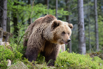 Big brown bear in the forest