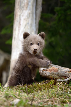 Young brown bear in the forest