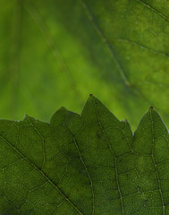 Vine Leaves