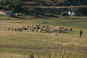 Fototapeta na wymiar A herd of sheep