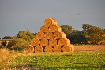 słoma - Field after harvest -  Strohballen  © Andrew