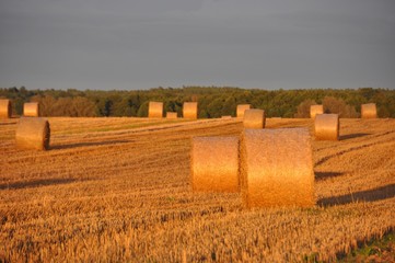 Po żniwach - Field after harvest -  Strohballen - słoma © Andrew