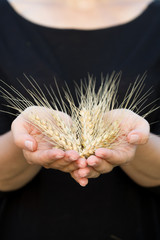 closeup of woman's hands holding bunch of golden ears of wheat on black background. Harvest. Summer. Farming.