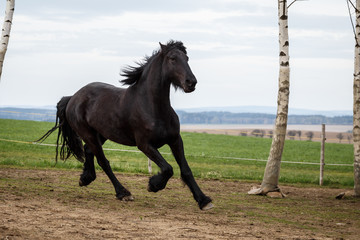 Friesian horse running