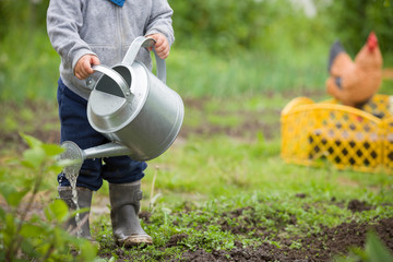 Cute little toddler boy watering plants with watering can in the garden. Adorable little child helping parents to grow vegetables. Activities with children outdoors.