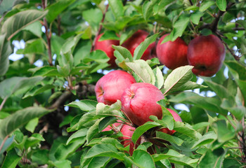 red apples on the tree in harvest season