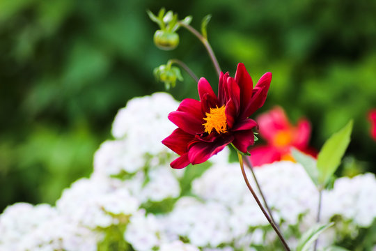 red bright and deep colored flowers in a beautiful garden