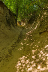 "Root gorge" near Kazimierz Dolny, Poland, Europe. Popular touristic destination.