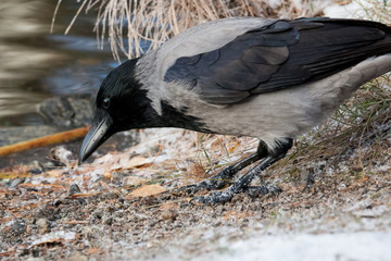 Hooded crow side view