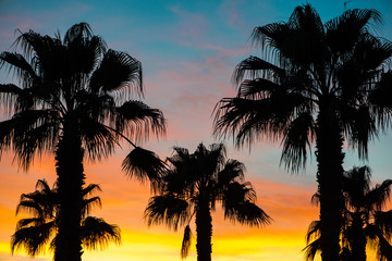 Obraz premium Palms silhouettes at sunset sky background
