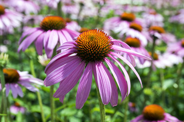 Obraz premium Echinacea purpurea, eastern purple coneflower in bloom, bunch of coneflowers
