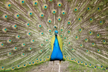Obraz premium Peacock showing feathers