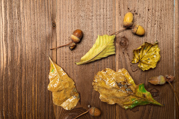 Autumn leaves and acorns over old brown wooden background with empty space