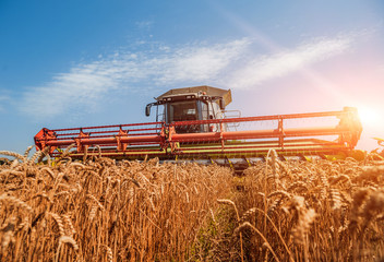 Combine harvester in action on wheat field. Process of gathering a ripe crop.