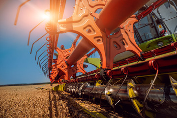 Combine harvester in action on wheat field. Process of gathering a ripe crop.