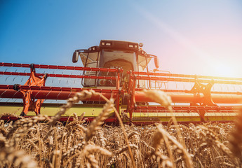 Combine harvester in action on wheat field. Process of gathering a ripe crop.