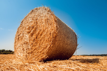 Straw bales at the wheat field. Summer