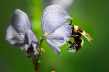 Pszczoła zapylająca kwiat