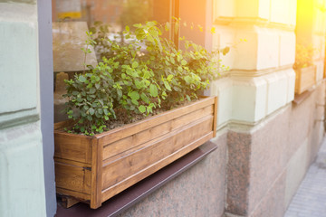 flower pot with purple flowers hang on the street.