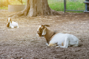 Fototapeta premium portrait of goat on a ground field with many goat in blurred background. selective focus. filtered image and light effect added