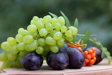 Grapes, rowan and purple plums on the window