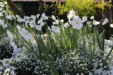 Massif de fleurs blanches