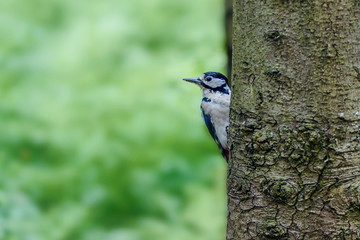Woodpecker