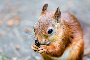 Squirrel