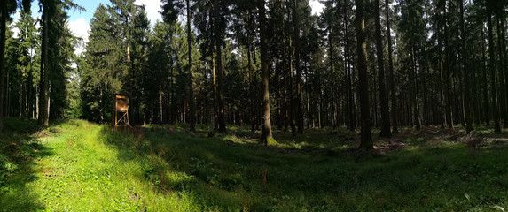 fichtenwald
