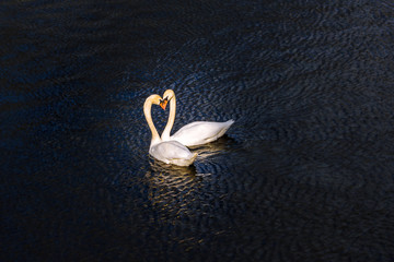 Two white swans in a pond floating together