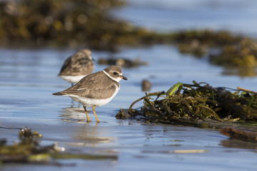 Semipalmated plover (Charadrius semipalmatus)